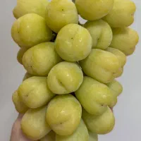 نهال زردآلو پزتقالی رویشی