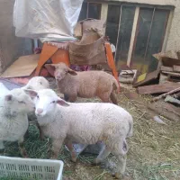 سه عدد قوچ چندقلوزای ایلدو فرانس