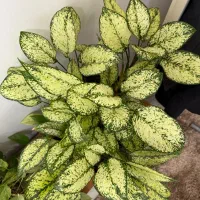 آگلونما برفی بزرگ