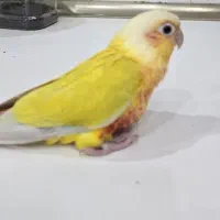 طوطی عروس هلندی برزیلی راهب گرینچیک خورشیدی سانچیک