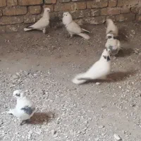 کبوتر شاپر وخال