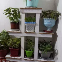 استندگلوگلدان|گل و گیاه طبیعی|کرمانشاه, |دیوار