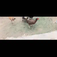 موتور سیکلت مرغ لاری اصل ۲عدد|پرنده|انبارآلوم, |دیوار