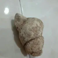 سنگواره یا فسیل حلزون مربوط به 500سال پیش