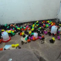 جوجه|حیوانات مزرعه|اهواز, آسیاباد|دیوار