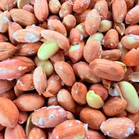 بادام زمینی/بادام زمینی آستانه/فروش عمده