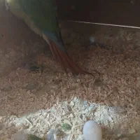 گرینچیک مولد