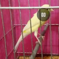 سلام یک جفت قناری|پرنده|قم, قلعه کامکار|دیوار