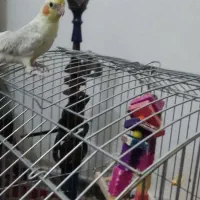 عروس هلندی گل باقالی نر همراه با قفس|پرنده|کرمان, |دیوار