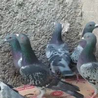 16کبوتر پلاکی پولکی و...