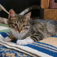 بچه گربه شناسنامه دار واکسیناسون شده