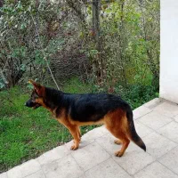 ماده ژرمن کلاسیک|سگ|رشت, حومه رشت|دیوار