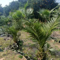 فروش پالم و فونیکس|خدمات باغبانی و درختکاری|هشتگرد, فاز ۲ مهستان|دیوار