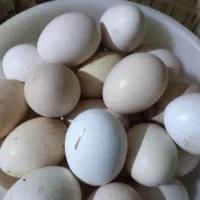 تخم مرغ نطفه دار برای داخل دستگاه