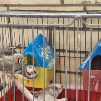 سه جفت فنچ مولد|پرنده|اصفهان, سپاهان‌شهر|دیوار