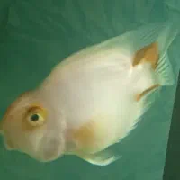 پرت کوهاکو|ماهی|شیراز, وصال|دیوار