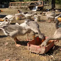 غاز سرحال بالغ|حیوانات مزرعه|ساری, |دیوار