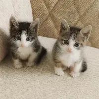 واگذاری بچه گربه (رایگان)