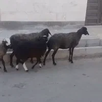 فروش میش بره دار و بزغاله|حیوانات مزرعه|گرمسار, |دیوار