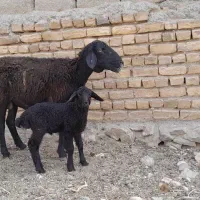 میشبرهبزبزغاله|حیوانات مزرعه|رضویه, |دیوار