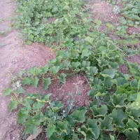 فروش هندوانه