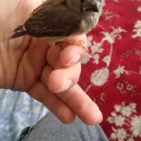 فروش فنچ حدود ۱۷ روزه جهت دستی کردن