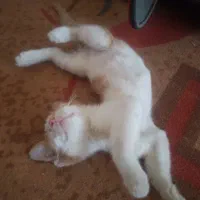 گربه ملوس دختره