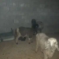 دو تا بره خوب بفروش میرسد یک نر یک ماده