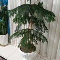 گل مطبق معروف ب گل کاج