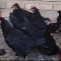 خروس  سیاه چشم زخم حصار و نگهداری
