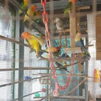 عروس هلندی. طوطی برزیلی سریلاکی بالغ تخم گذار