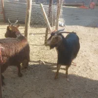 چپیش  بزغاله گوشتی گوشت ماهی|حیوانات مزرعه|قزوین, |دیوار