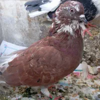 یک جفت کفتر خوب|پرنده|تهران, تهرانپارس غربی|دیوار