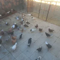 کفتررنگی جوانه هستند