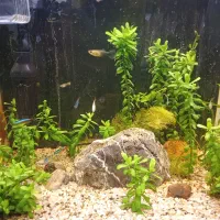 آکواریم دلسا k390