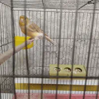 قناری ماده|پرنده|تبریز, |دیوار