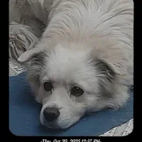 سگ پامر دوساله برفی