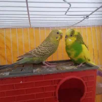 مرغ عشق جفت|پرنده|زیرکوه, |دیوار