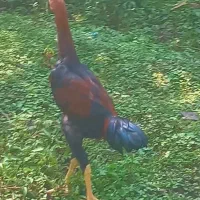 لاری ۵ماهه|حیوانات مزرعه|لوندویل, |دیوار