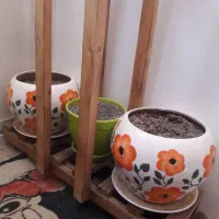 فروش گل و گلدان و استند|گل و گیاه طبیعی|شیراز, محمدیه|دیوار