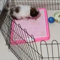 سینی ادرار سگ درحدنودوروزاستفاده شده