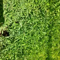 نشا گوجه فرنگی