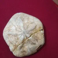 فروش فسیل بسیار کمیاب