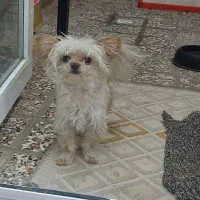 سگ نژاد گرگ شایر|سگ|سبزوار, غرب نیروگاه|دیوار