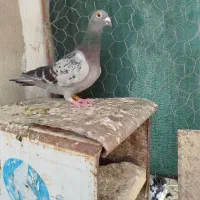 سبز ماده