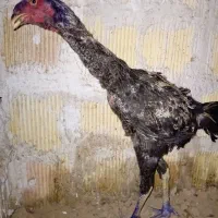 دوعدد خروس لاری از نسل دای ناصر