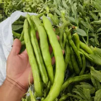 بذر باقلا سه ماه