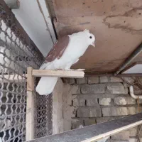 کفتر رنگی