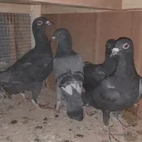 کفتر گرفتنی