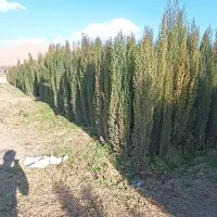 نهال نهالستان پرتقال نارنگی بادام سروناز لیمونشاع|خدمات باغبانی و درختکاری|شیراز, سایت اداری|دیوار